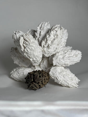 Magnolia