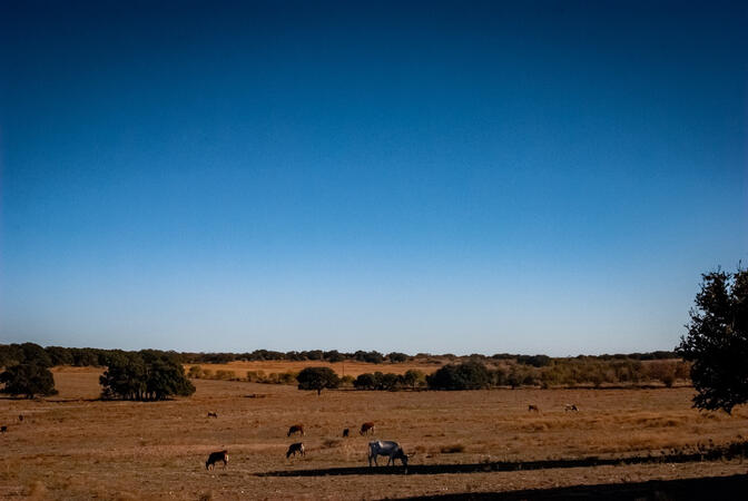 Deep In The Heart of Texas 1
