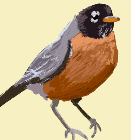 Robin