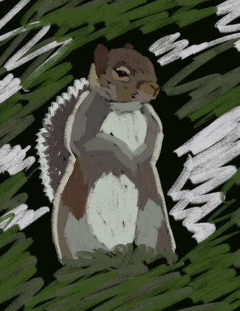 Squirrel